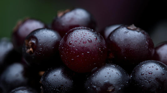 Blackcurrant Royale Musk Oil (12ml)